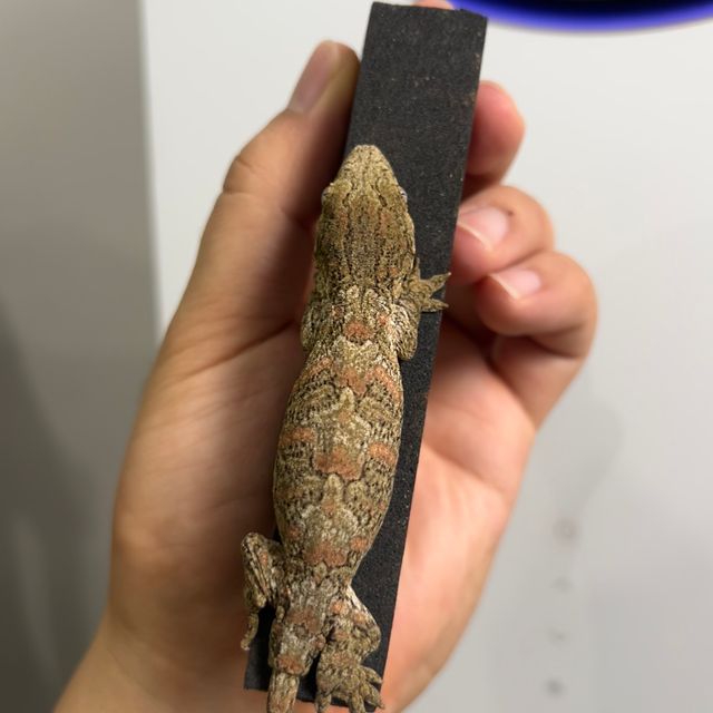 다스몰 노멀