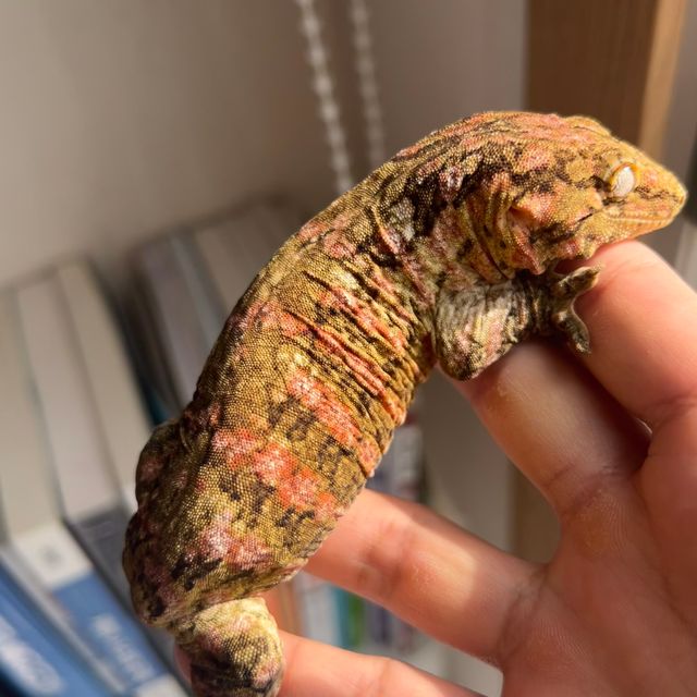 레드바