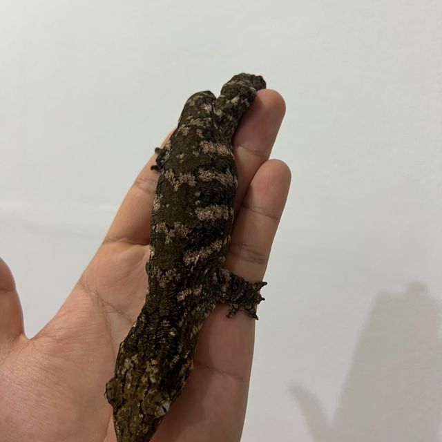 노멀