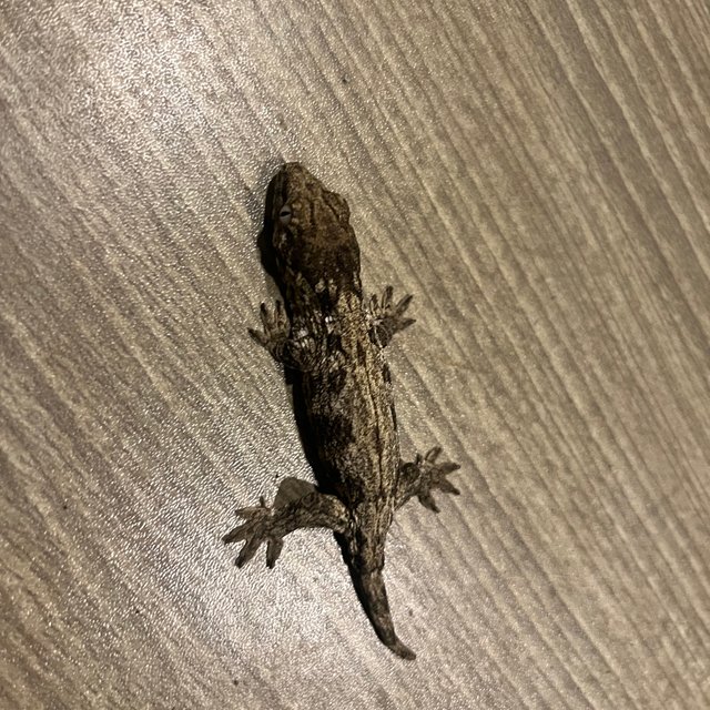 리핀리치스 트로거 헷 멜라니스틱 GT