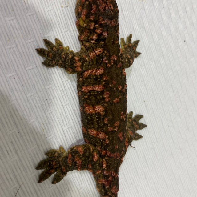 하키토 레드바 헷 멜라니스틱