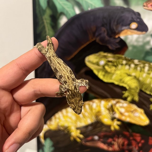 리핀리치스 트로거 헷 멜라니스틱 GT