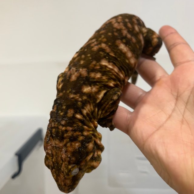 다스몰 헷 멜라니스틱