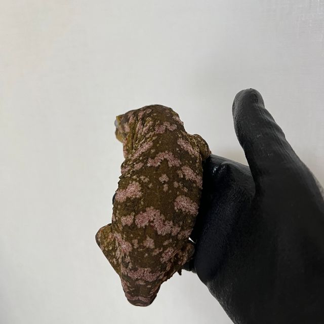 트루 컬러