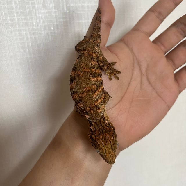 레드바 브로쓰