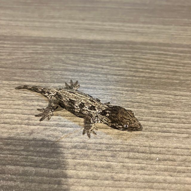 리핀리치스 트로거 헷 멜라니스틱 GT