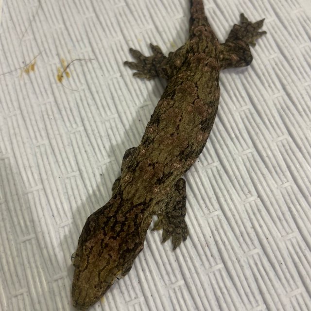 트루 컬러 하이 컬러