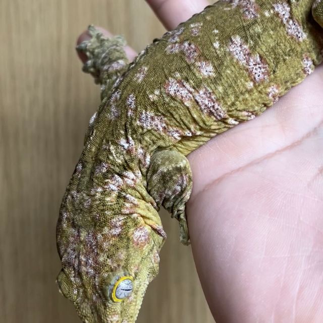 노멀 레드바