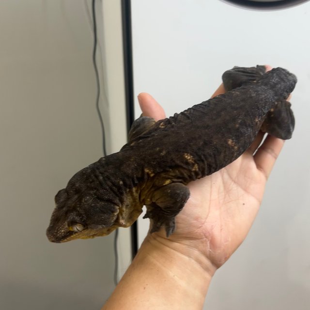 리핀리치스 트로거 멜라니스틱