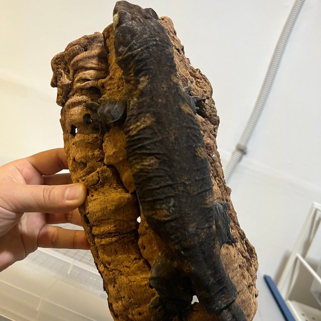 트로거 헷 멜라니스틱