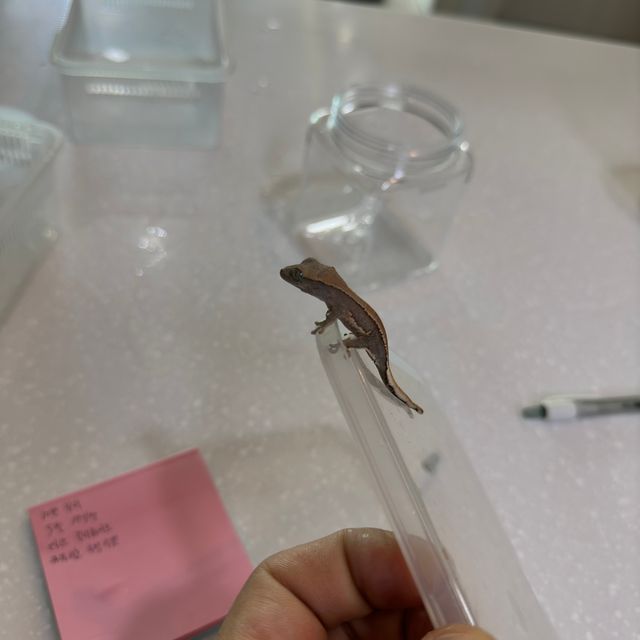 릴리화이트