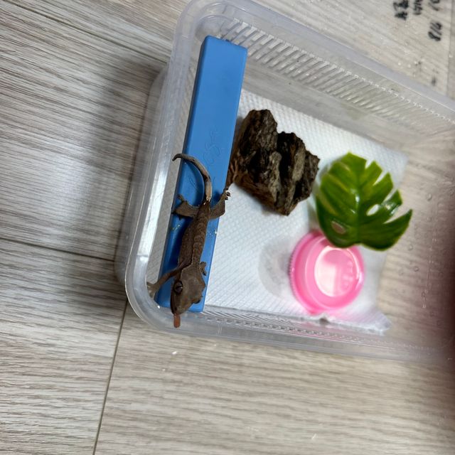 노멀 바이 레드