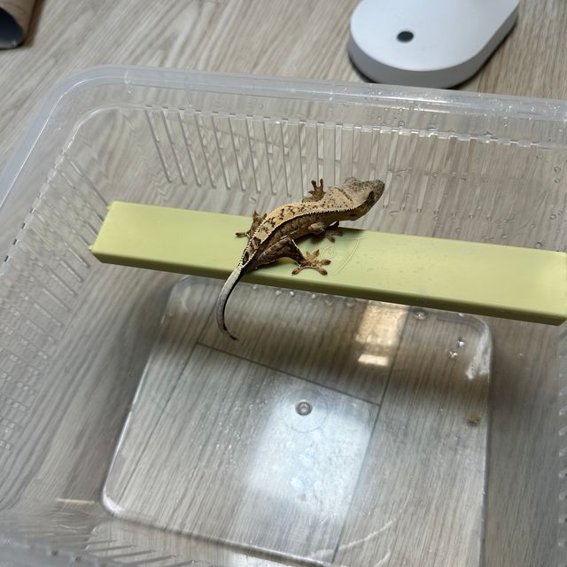 노멀 크림시클 핀스트라이프 레이지