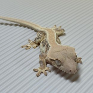 릴리 세이블