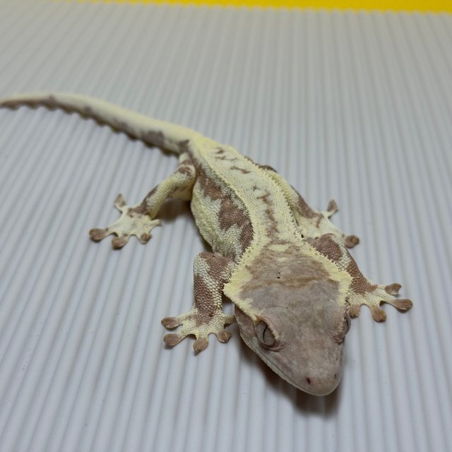 프라푸치노 화이트