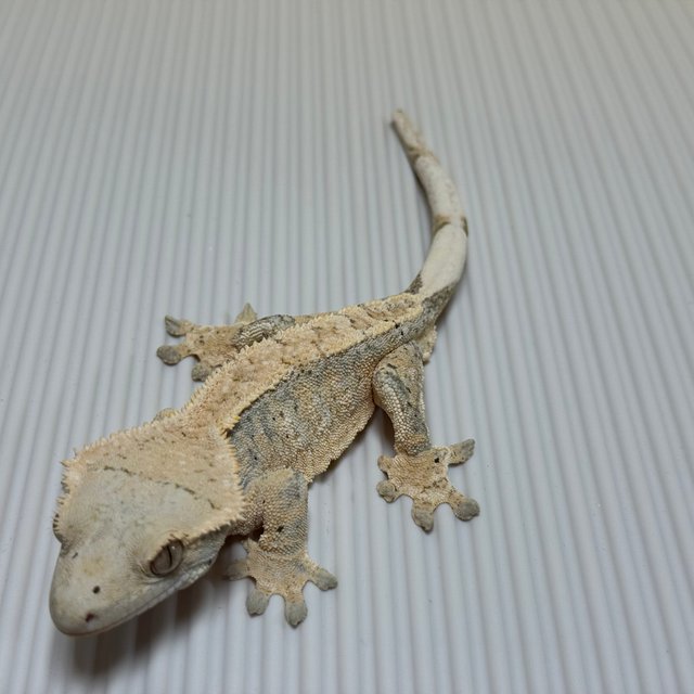 할리퀸 옐로우 크림시클 화이트