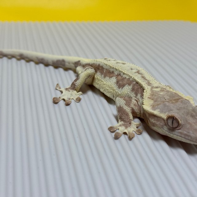 프라푸치노 화이트