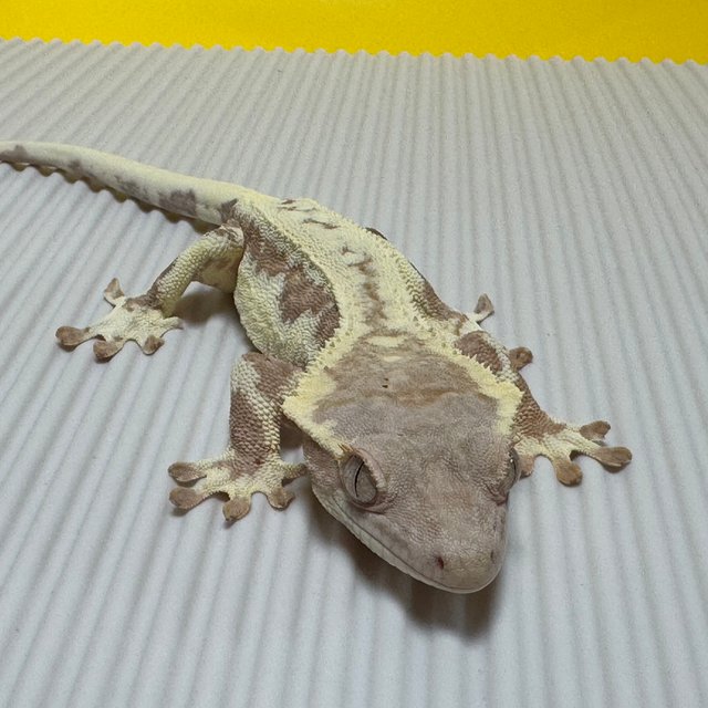 프라푸치노 화이트