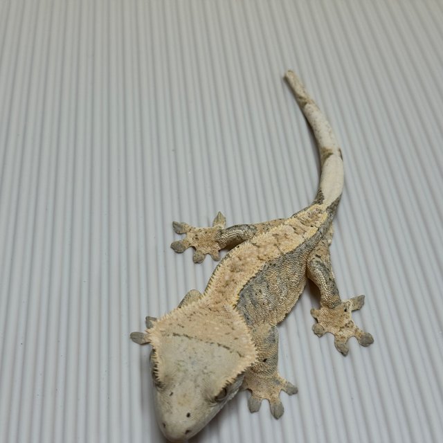 할리퀸 옐로우 크림시클 화이트