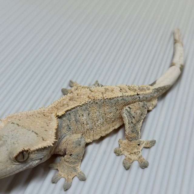 할리퀸 옐로우 크림시클 화이트