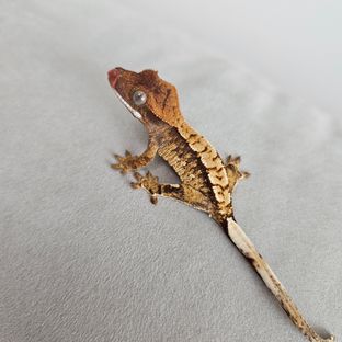 포르쉐