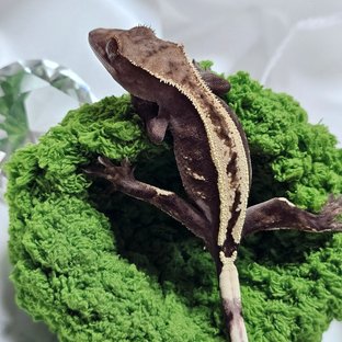 세백헷
