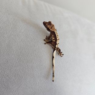딸기