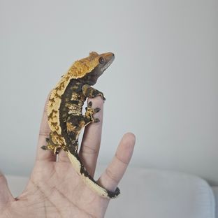 토리