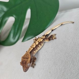 신헷1