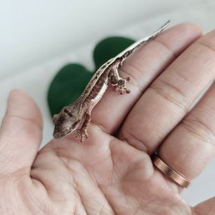 프랍헷
