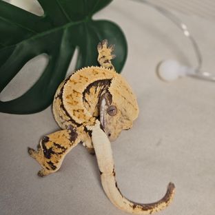 트라이 핀스트라이프 익스트림할리퀸