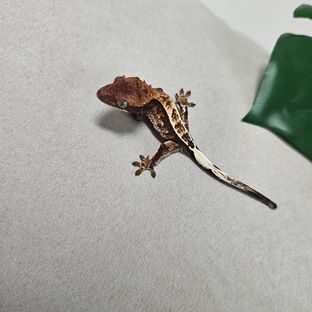 99핀
