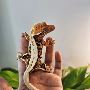 브루니