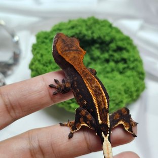 카푸치노 100%헷아잔틱