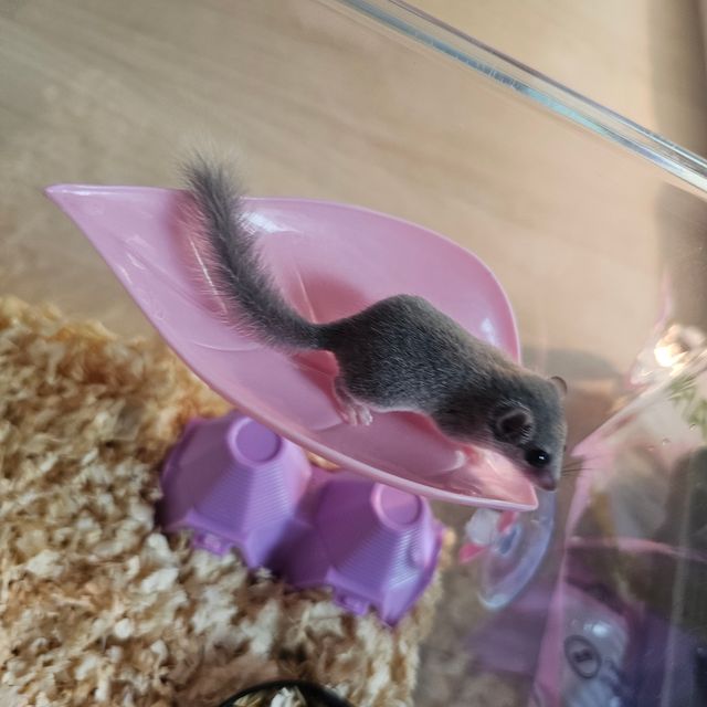 노말