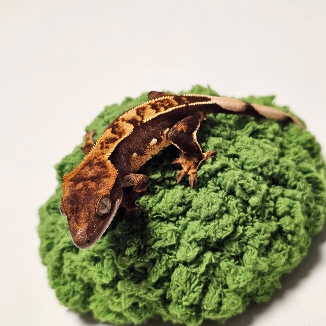 100%헷아잔틱 다크 쿼드