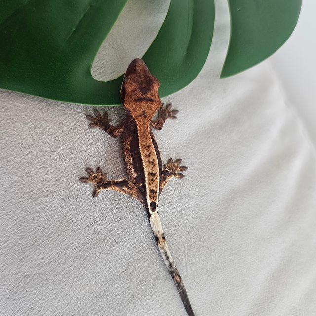 카푸치노 100%헷아잔틱