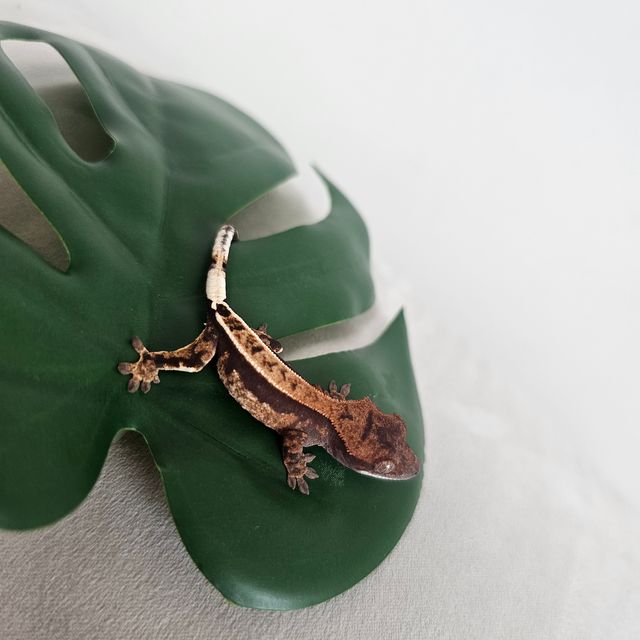 카푸치노 100%헷아잔틱