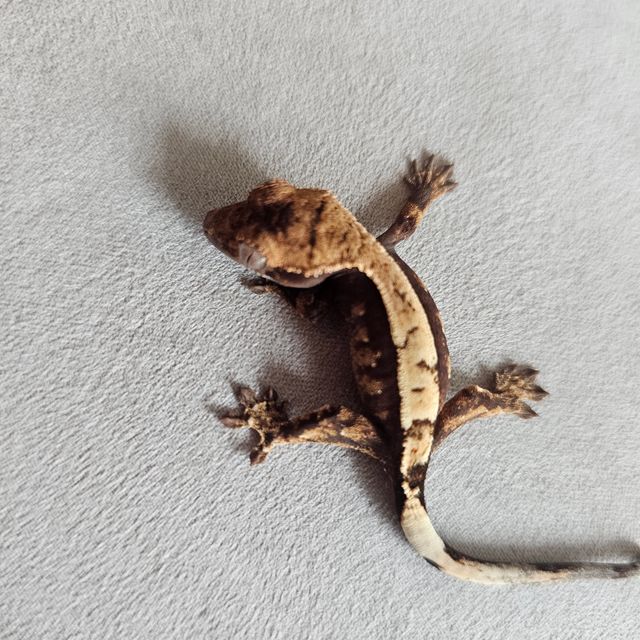 세이블