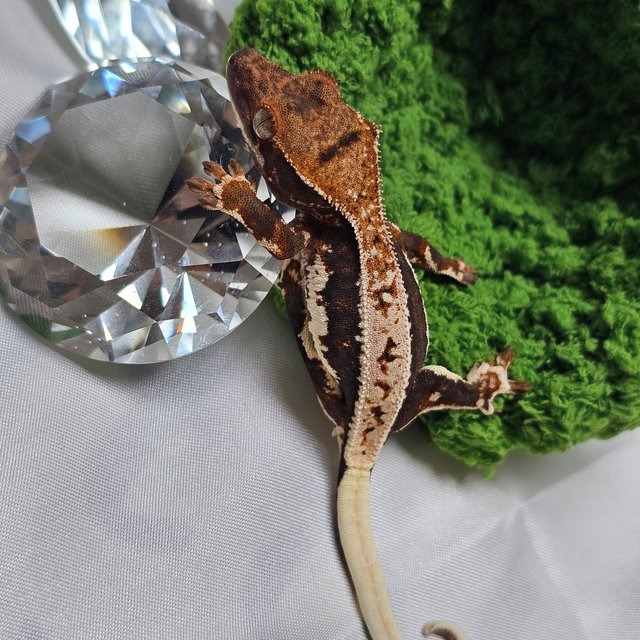 릴리100%헷아잔틱