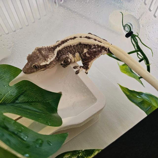 릴잔틱