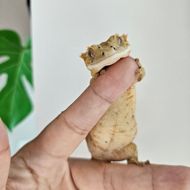 옐로우 브린들 달마시안