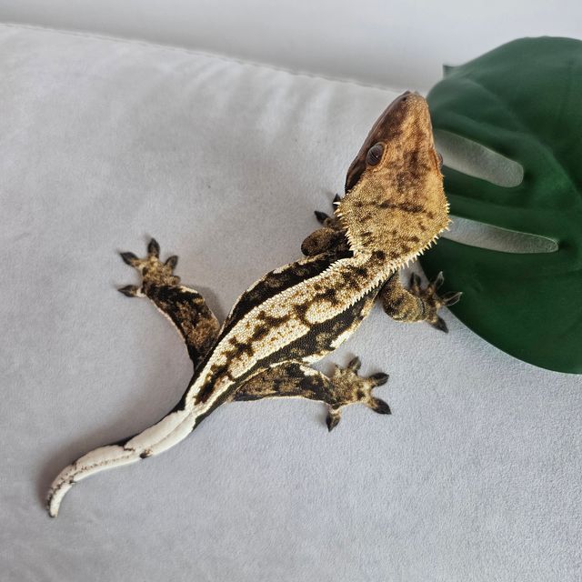 노멀 핀스트라이프 화이트핀 다크 텐저린