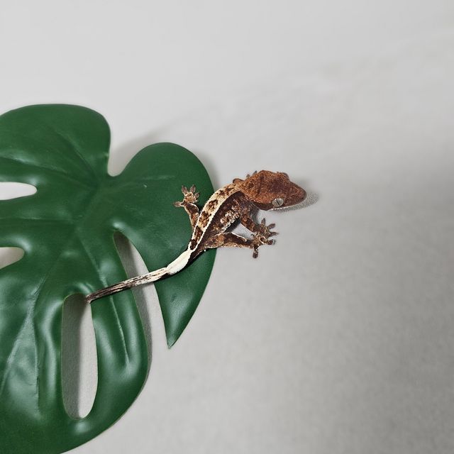 카푸치노 블랙 다크 화이트 화이트핀 핀스트라이프