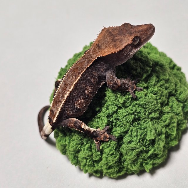 카푸치노 100%헷아잔틱