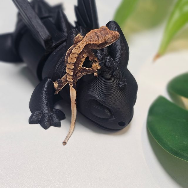 100%헷아잔틱 쿼드