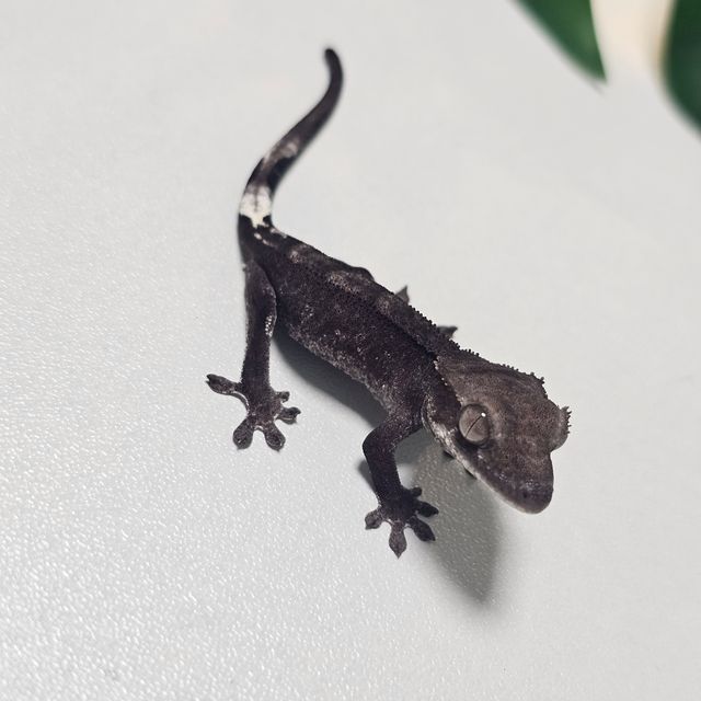 카푸치노 아잔틱 팬텀