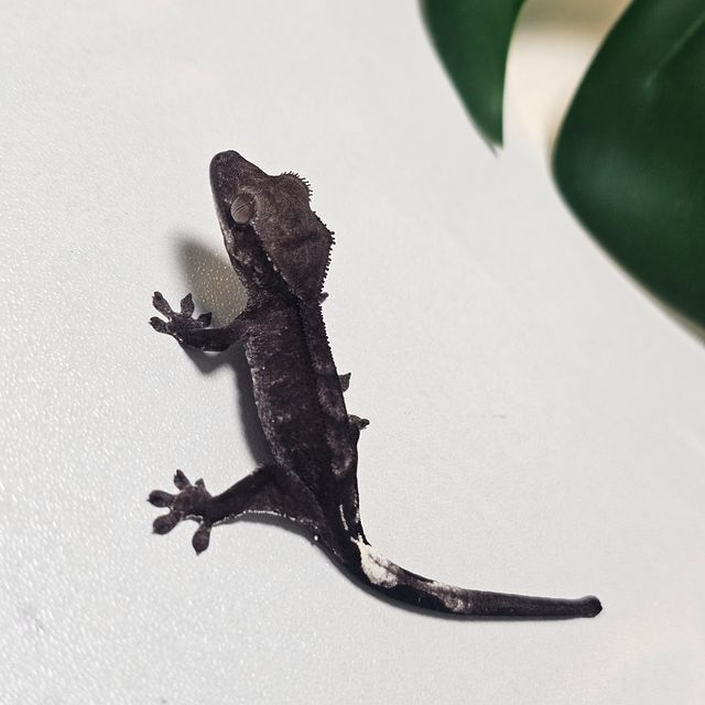 카푸치노 아잔틱 팬텀