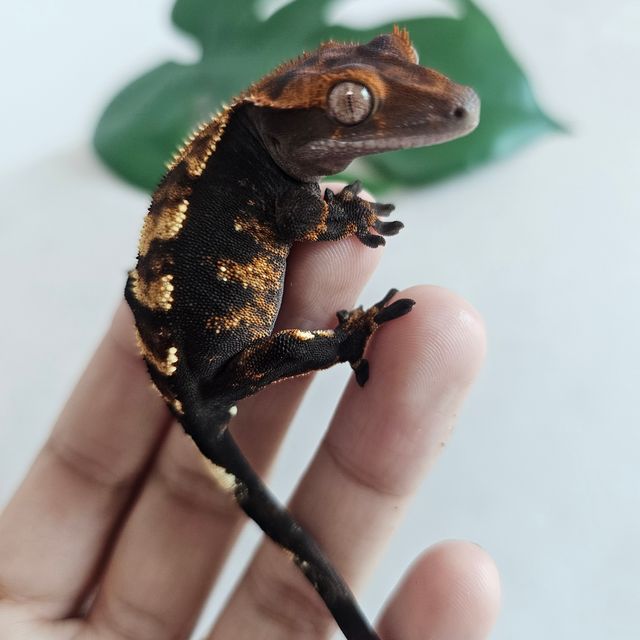 다크 블랙 플레임