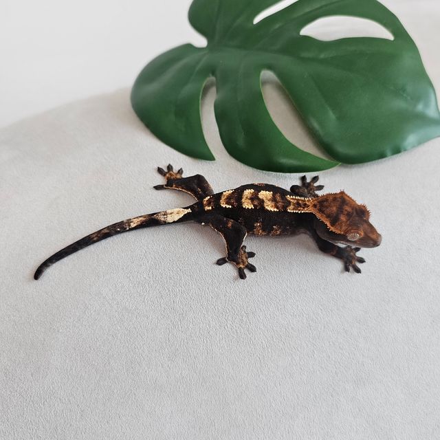 다크 블랙 플레임